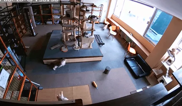 YouTube: La reacción de unos gatos segundos antes de un terremoto asombra al mundo [VIDEO]