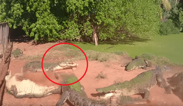 Vía YouTube: cocodrilo se equivoca de presa y se come la pata de su compañero [VIDEO]