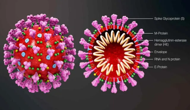 Coronavirus. Animación 3D que muestra una partícula viral que contiene un ácido ribonucleico helicoidal interno (ARN) | Foto: Scientific Animation