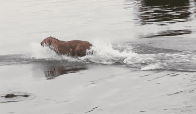 León cruza río lleno de voraces cocodrilos, sin sospechar que sería mordido por la espalda [VIDEO]