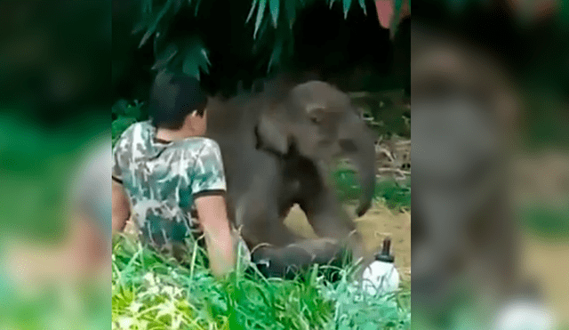 Elefante bebé fue liberado en su hábitat natural después de cinco meses, pero regresó al regazo de su cuidador tras ser abandonado por su manada