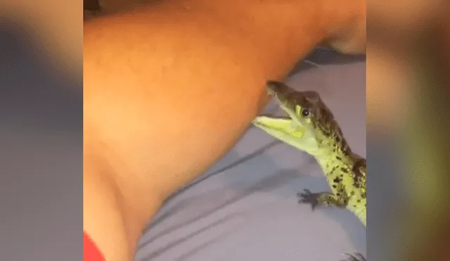 El chico dejó que el reptil lo muerda en el brazo. Foto: captura