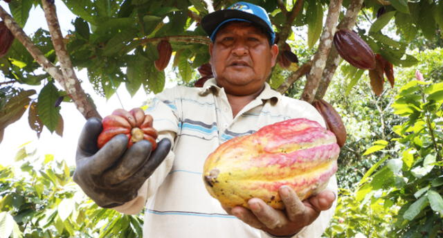 Puno: agricultor Mauro Ramos es distinguido por apostar por cultivos alternativos