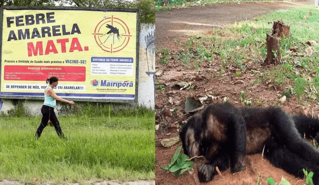 Brasil: Monos son asesinados por temor a la fiebre amarilla