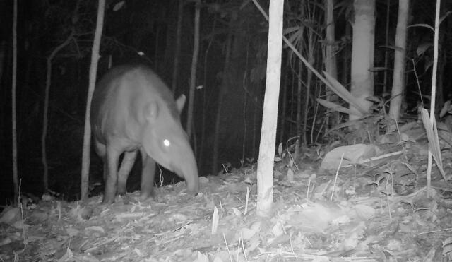 Captan primeras imágenes de jaguar, puma y ocelote en Parque Nacional Sierra del Divisor