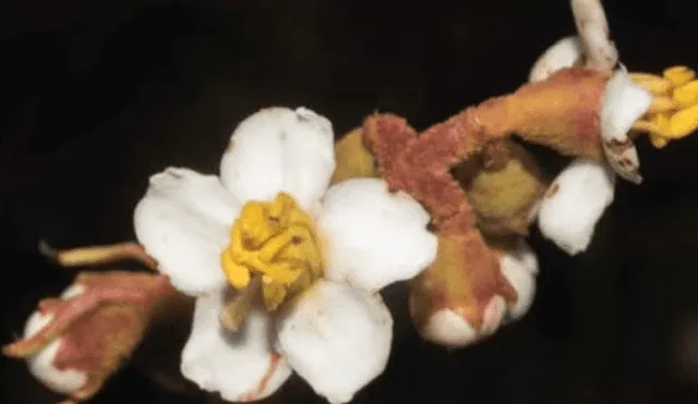 Descubren seis nuevas especies de plantas para la ciencia en parque nacional de Oxapampa [FOTOS]