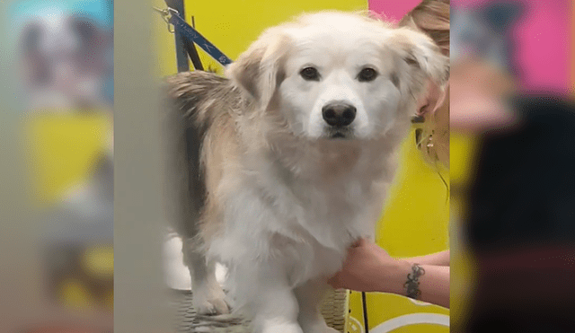En Facebook, un perro lanzó una mirada furiosa a su dueño por haberle mentido y llevarlo al veterinario.