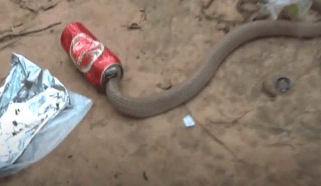 Indian snake