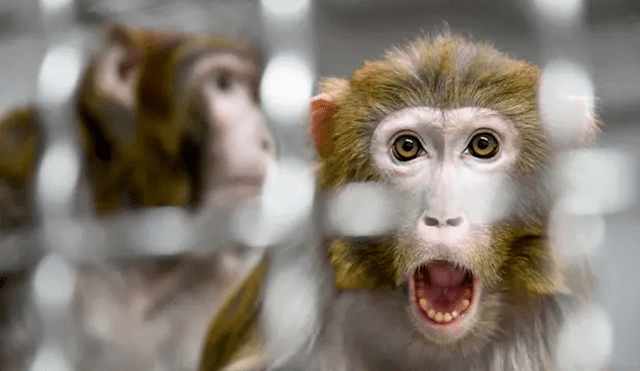 La decisión de sacrificar los monos en vez de  llevarlos a un asilo ha sido criticada por defensores de los derechos de animales. Foto: AFP