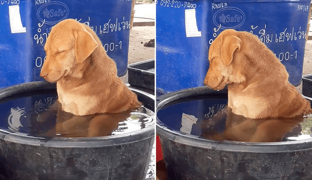 Facebook viral: perro se queda profundamente dormido en medio de su baño y desata ternura en redes