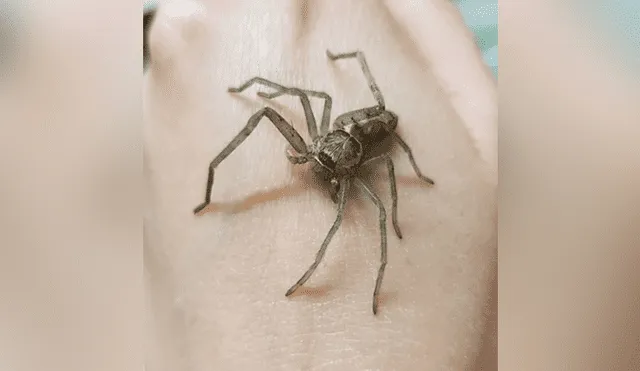 La joven rescató a la araña y la ayudó hasta que le crecieran las patas nuevamente. Foto: Facebook