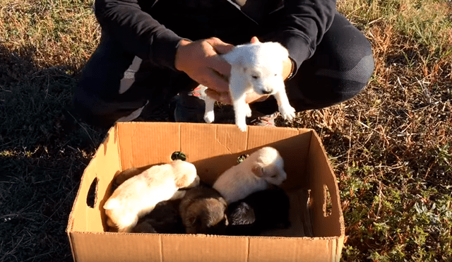 En YouTube, un hombre encontró a unos indefensos perros bebés que fueron abandonados en medio de la carretera.
