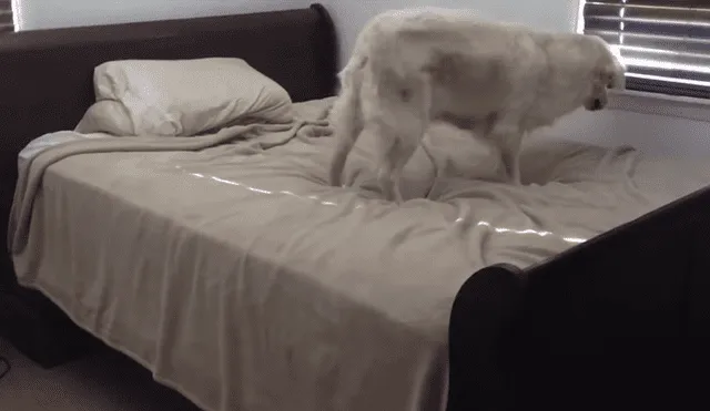 A través de YouTube se hizo viral la reacción de un perro al ser descubierto por su dueño en mitad de una travesura.