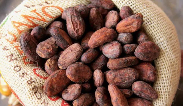 Este lunes comienza el primer Censo del cacao peruano