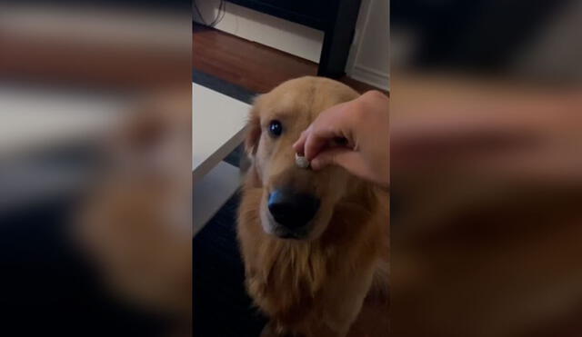 Desliza las imágenes para apreciar la travesura de un perro cuando su dueña le coloca un anillo en su nariz. Foto: Captura de YouTube