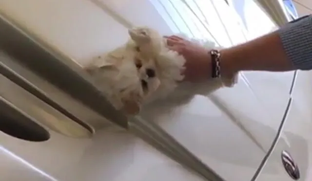Instagram: Indignante video muestra a joven limpiando su vehículo lujoso con cachorro 