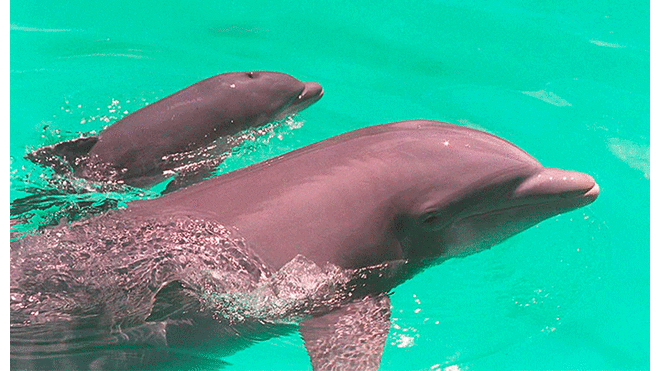 Delfines. Foto: AFP