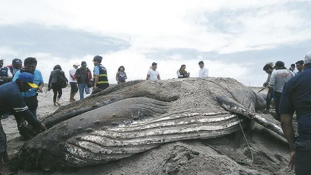 Aparece ballena muerta en una playa de Tacna [VIDEO]