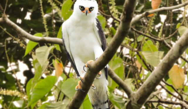 Primer registro documentado del águila blanca y negra se hace en Reserva Nacional Allpahuayo Mishana