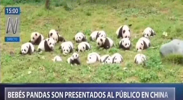 China: 36 bebés pandas fueron presentados al público [VIDEO]