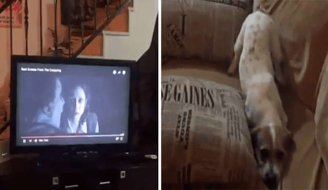 Desliza las imágenes hacia la izquierda para apreciar la reacción de un perro tras mirar películas de terror.