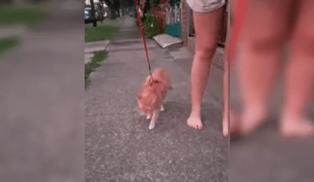 Vía YouTube. Joven sacó a su felino para dar una caminata atado a una correa, sin imaginar la insólita conducta que tendría este al negarse a caminar