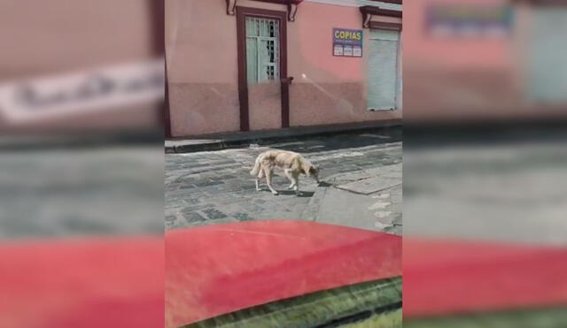 Desliza las imágenes para conocer la historia de un perro que consiguió un nuevo hogar al acogido de la calle. Foto: Captura de Facebook