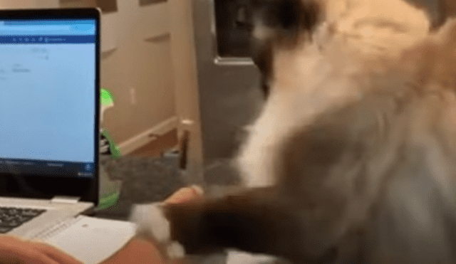 Video es viral en TikTok. El felino tuvo una furiosa reacción para llamar la atención de un niño, luego de que este lo ignorara para hacer sus tareas escolares.