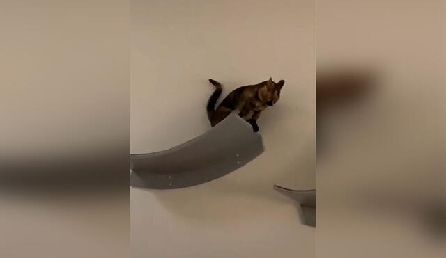 Desliza las imágenes para observar la destreza de un gato al saltar de forma rápida por unas rampas. Foto: captura de TikTok