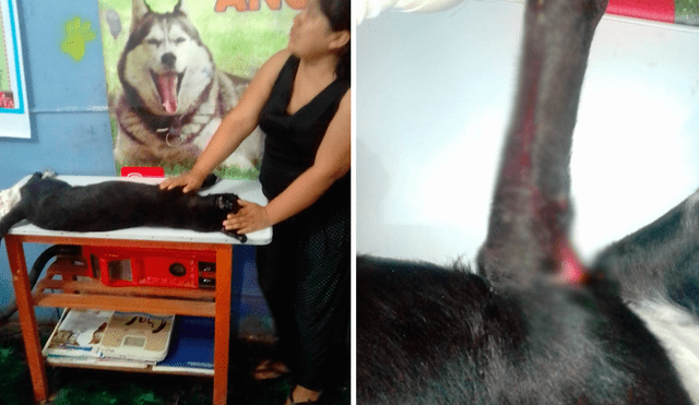 Chiclayo: matan a patadas a perrito por frustrar robo