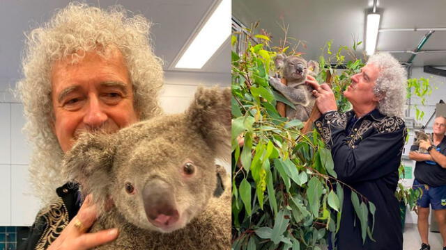 Brian May, koalas, incendios en Australia