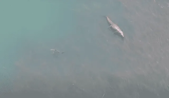 El tiburón se detuvo y cambió de dirección a escasos metros del depredador. Foto: Caravan Adventure Aus / YouTube