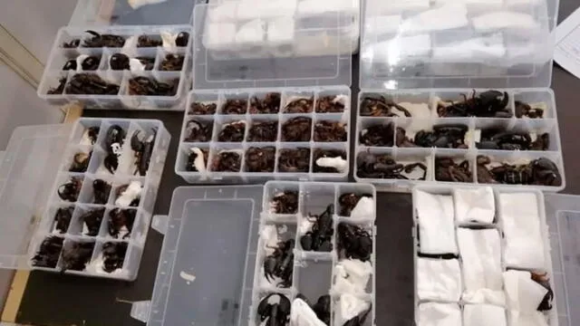 Hombre intentó contrabandear 200 escorpiones vivos en su equipaje