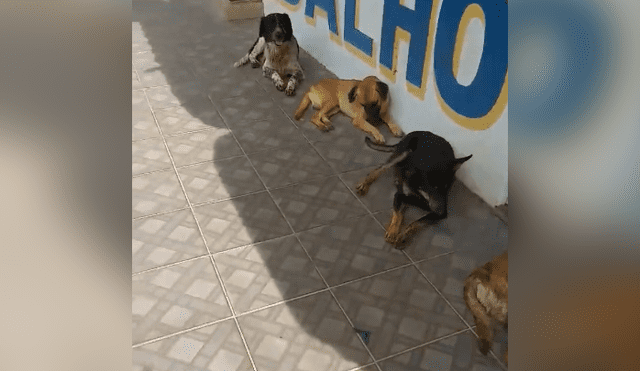 Facebook viral: la disciplina de estos perros callejeros para hacer cola y recibir su comida sorprende en redes