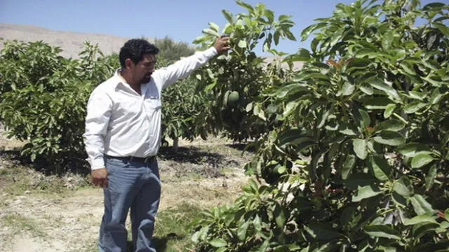 Agricultores de Chichas pierden el 30% de sembríos de paltas por hongo fitóftora