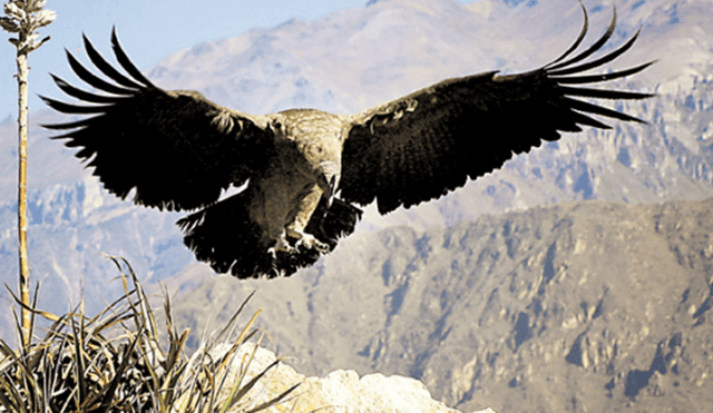 Arequipa: El Colca es la casa del cóndor