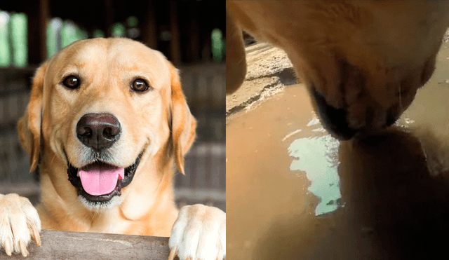YouTube: Perro sin dueño graba todo su día y capta reveladoras imágenes [VIDEO] 