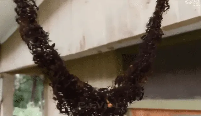 YouTube: hormigas son captadas formando un 'puente' para saquear un panal de abejas [VIDEO]