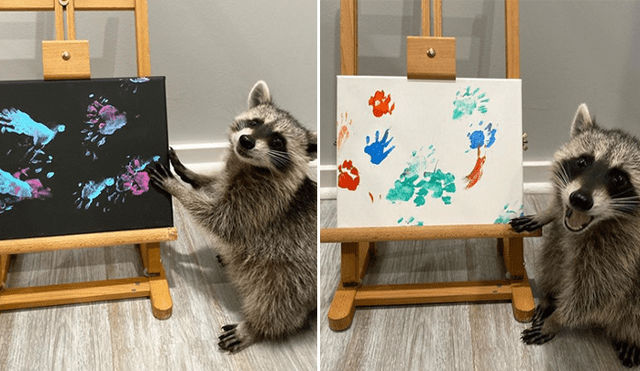 Los mapaches se encargan de hacer pinturas con su patas y venderlas en las redes. Foto: Instagram