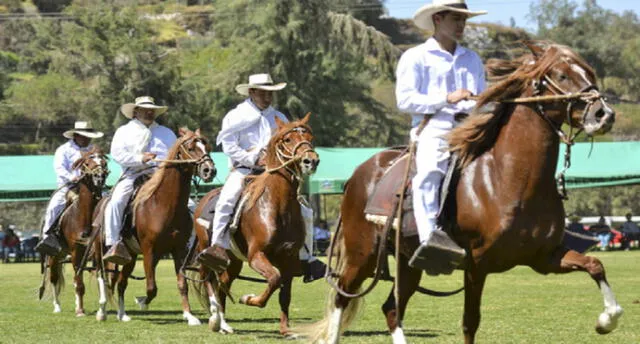 Arequipa: Caballos de paso lucirán su belleza en concurso regional en Cayma