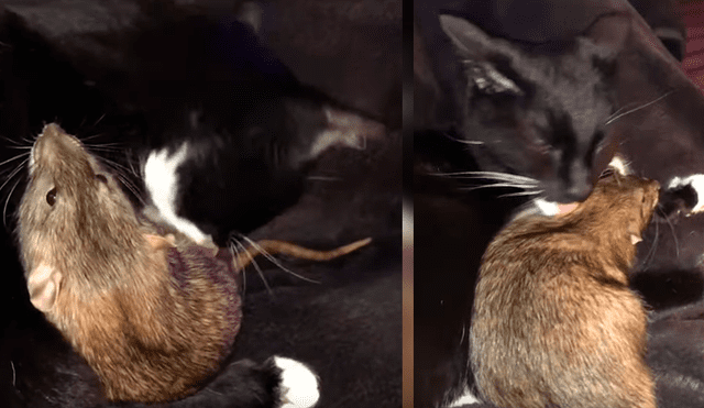 La insólita relación entre el felino y el roedor ha dejado a más de uno con la boca abierta