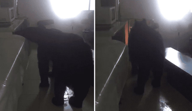 A través de Facebook se hizo viral el momento en que un gigantesco oso invade la casa de una familia mexicana.