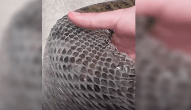 Video viral de Facebook muestra el perturbador momento en que un joven ayuda a retirar la piel de una enorme anaconda