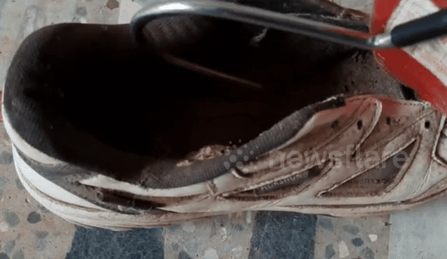 Joven intenta colocarse sus zapatillas y encuentra culebra acurrucada en el interior.