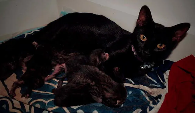 Desliza las imágenes para ver el tierno caso de unos gatos que llegaron a una casa para tener a sus bebés. Foto: Facebook