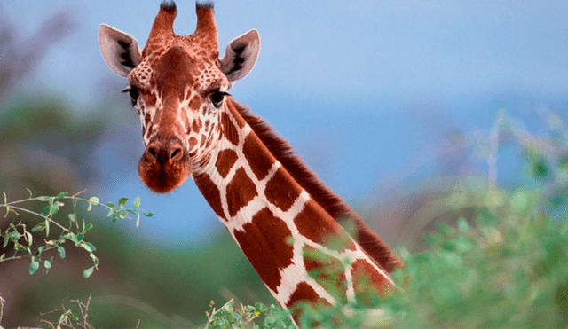 Hallan muerta a jirafa que escapó de camión que la llevaba al zoológico [VIDEO]