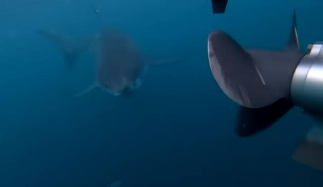 Desliza las imágenes para ver el ataque del tiburón. Foto: Captura/YouTube/7NEWS Australia