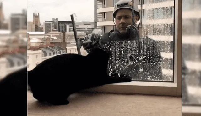Facebook viral: gatito es sorprendido por limpiavidrios y esta fue su reacción [VIDEO]