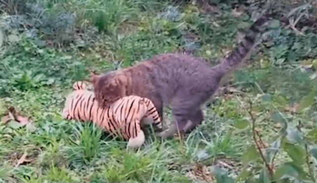 Facebook viral: gato roba el peluche de 'tigre' de su vecino para tener una épica pelea [VIDEO]