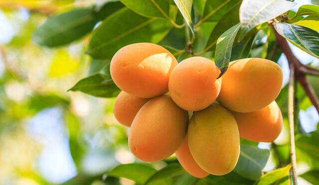 Senasa pide a la Unión Europea reconsiderar restricciones al mango peruano